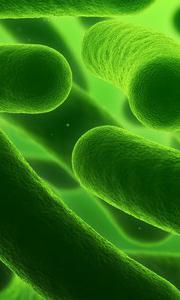 Les maladies bactériennes Les maladies bactériennes