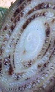 La Maladie de Panama La Maladie de Panama