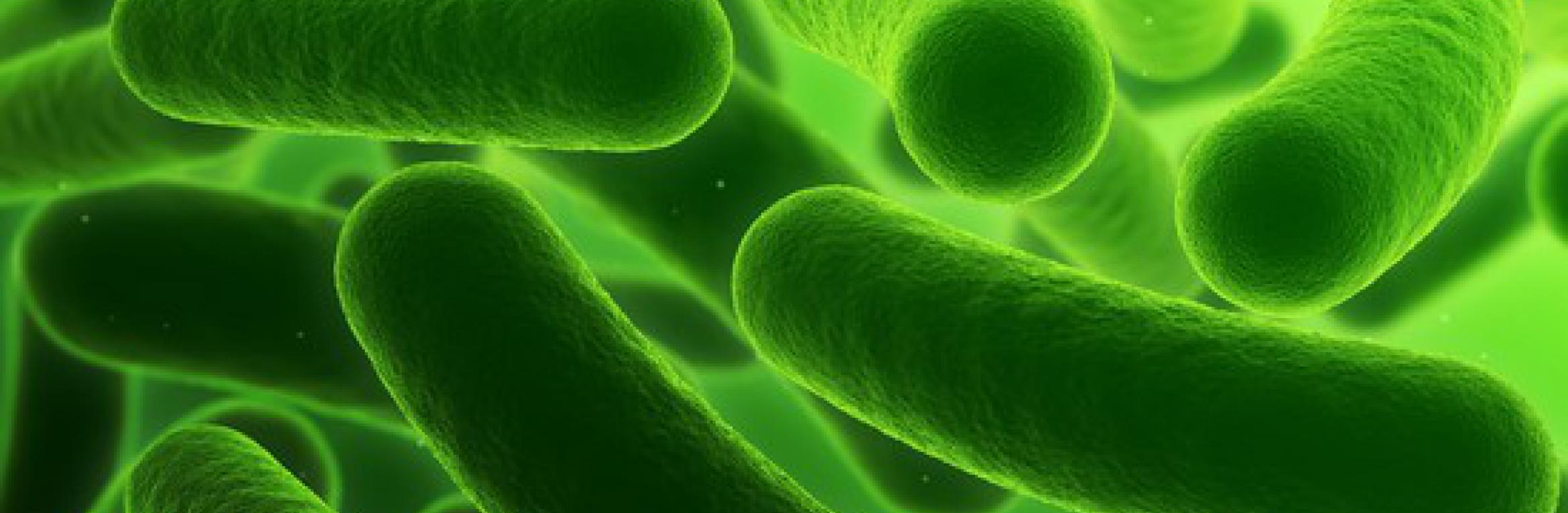 Les maladies bactériennes Les maladies bactériennes